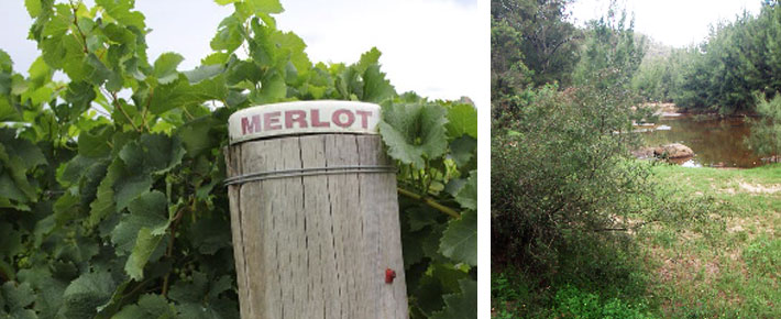 Vineyard established in the late 1990s.